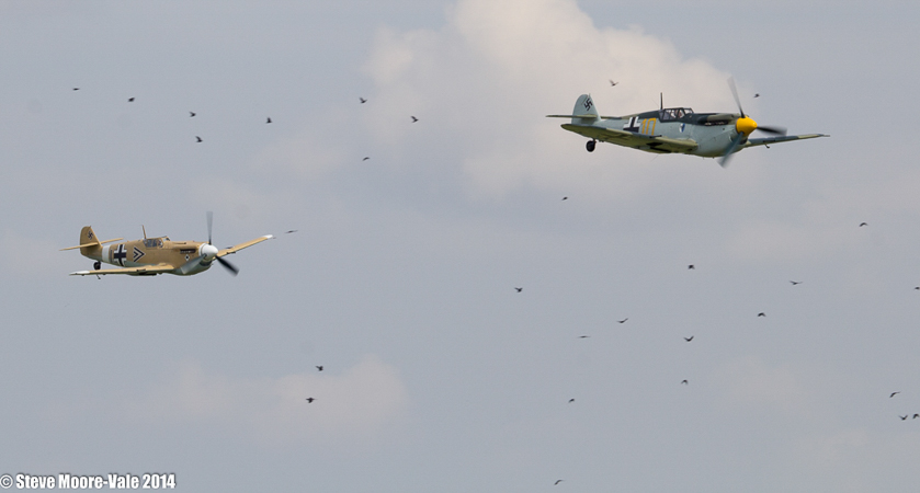 Hispano Buchon BF109 x2 in a flock of birds